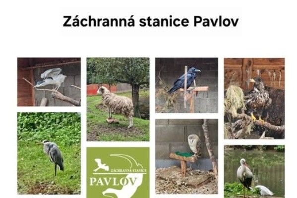 pavlov